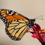 monarch butterfly perching on red flower