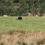 Imagem relacionada a Surgem mais evidências de grandes felinos predatórios em campo britânico