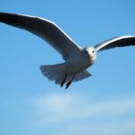 gull bird seagulls flight