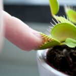 Imagem relacionada a O processo de digestão das plantas carnívoras