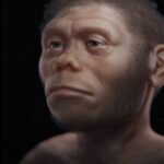 Imagem relacionada a Especialistas reconstroem rosto de ancestral humano perdido usando software