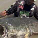 Imagem relacionada a Pescador italiano captura peixe-gato gigante no Rio Pó