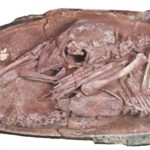 Imagem relacionada a Dinossauro bem preservado encontrado dentro de ovo fossilizado