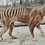 Imagem relacionada a Descoberta revolucionária: Cientistas recuperam RNA de espécime preservado do tigre-da-Tasmânia