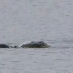 Imagem relacionada a Imagens surpreendentes podem revelar evidências do Monstro do Lago Ness