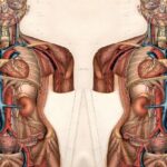 Imagem relacionada a O que é Situs Inversus?