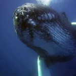 Imagem relacionada a Pesquisadores realizam conversa histórica com baleia