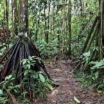 Imagem relacionada a O mistério das palmeiras que andam: Fato ou ficção?