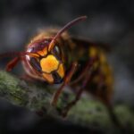 yellow jacket wasp macro photography