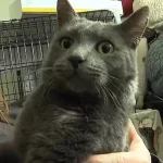 Imagem relacionada a Mistério: gato com microchip estrangeiro é encontrado no Oklahoma (EUA)