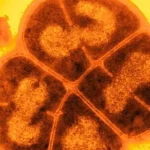 Imagem relacionada a O segredo da incrível resistência da bactéria 'Conan, o Destemido'