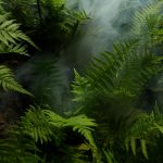 photo of fern plants