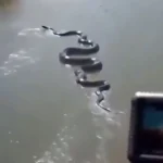 Imagem relacionada a Gigante ou fake? Vídeo de cobra monstro na Amazônia vira debate na internet