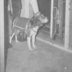 Imagem relacionada a MKUltra: O bizarro plano da CIA para criar animais assassinos controlados pela mente