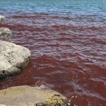 mar galileia vermelho