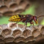 yellow jacket wasp on hive closeup photography