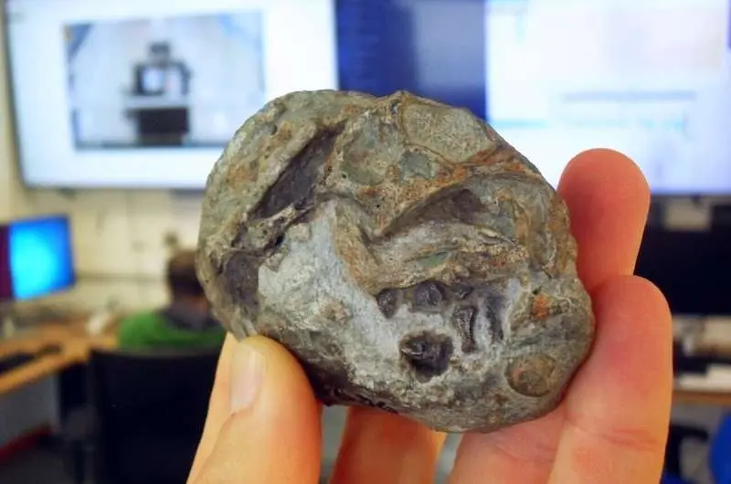 fossil mamifero ovo