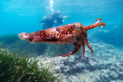 a close up shot of a cuttlefish in the sea