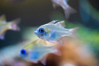 close up photo of a threadfin cardinalfish