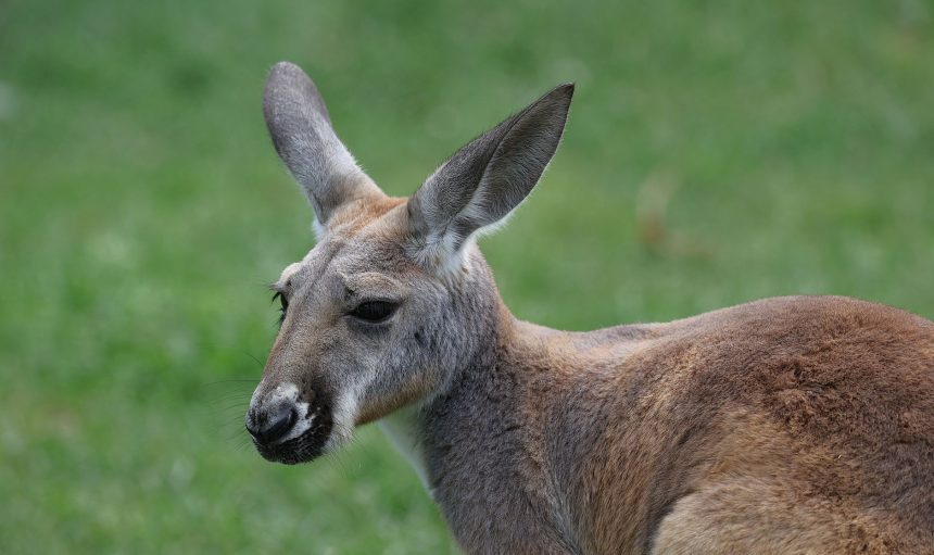 close up of a kangaroo in natural habitat